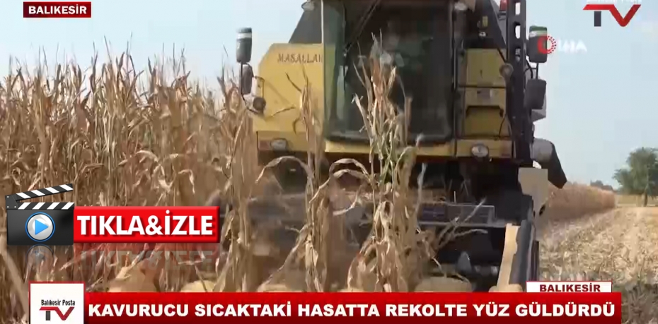 KAVURUCI SICAKTAKİ HASATTA REKOLTE YÜZ GÜLDÜRDÜ