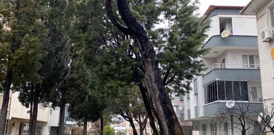 AĞAÇLAR KESİLİYOR