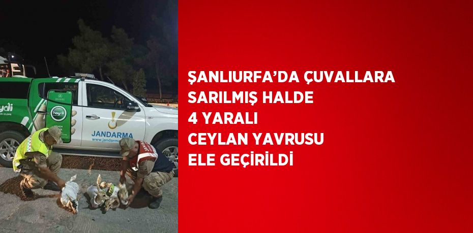 ŞANLIURFA’DA ÇUVALLARA SARILMIŞ HALDE 4 YARALI CEYLAN YAVRUSU ELE GEÇİRİLDİ