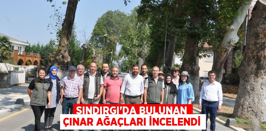 Sındırgı'da bulunan çınar ağaçları incelendi