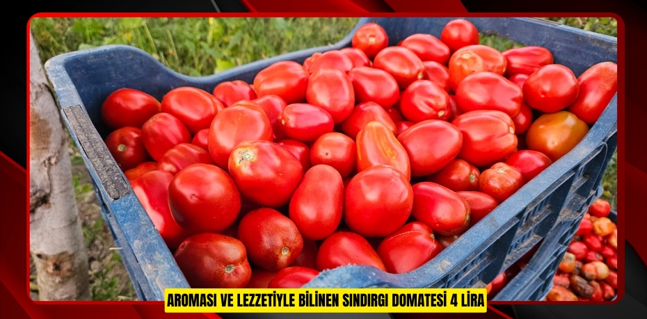 Aroması ve lezzetiyle bilinen Sındırgı domatesi 4 lira