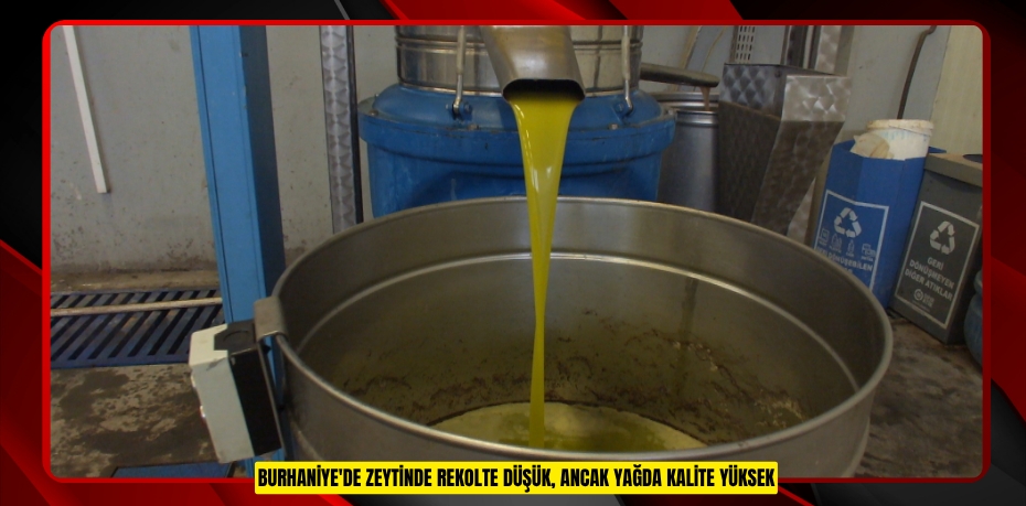 Burhaniye'de zeytinde rekolte düşük, ancak yağda kalite yüksek