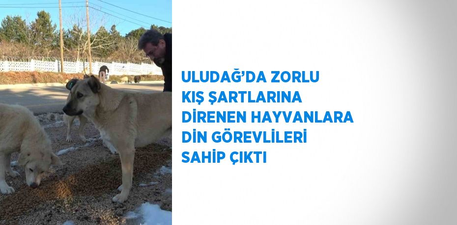 ULUDAĞ’DA ZORLU KIŞ ŞARTLARINA DİRENEN HAYVANLARA DİN GÖREVLİLERİ SAHİP ÇIKTI