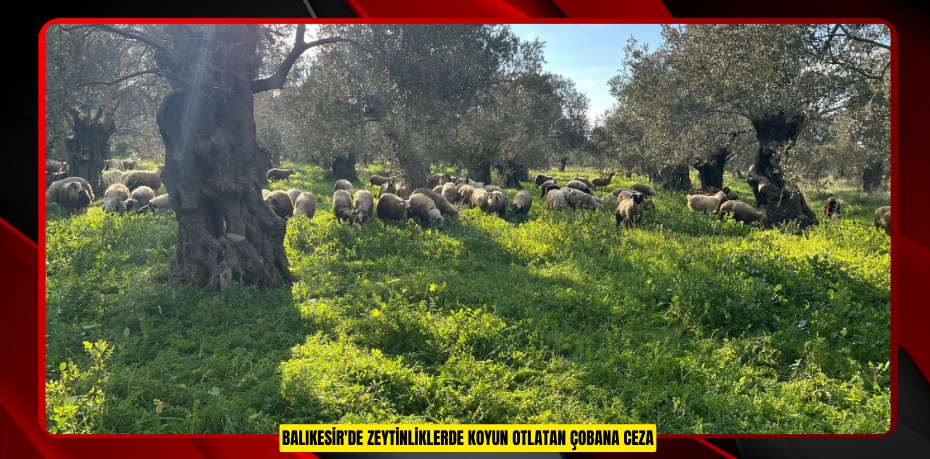 Balıkesir'de zeytinliklerde koyun otlatan çobana ceza  
