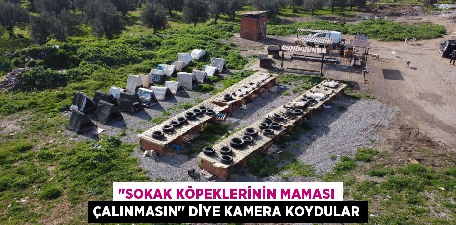 "Sokak köpeklerinin maması çalınmasın" diye kamera koydular