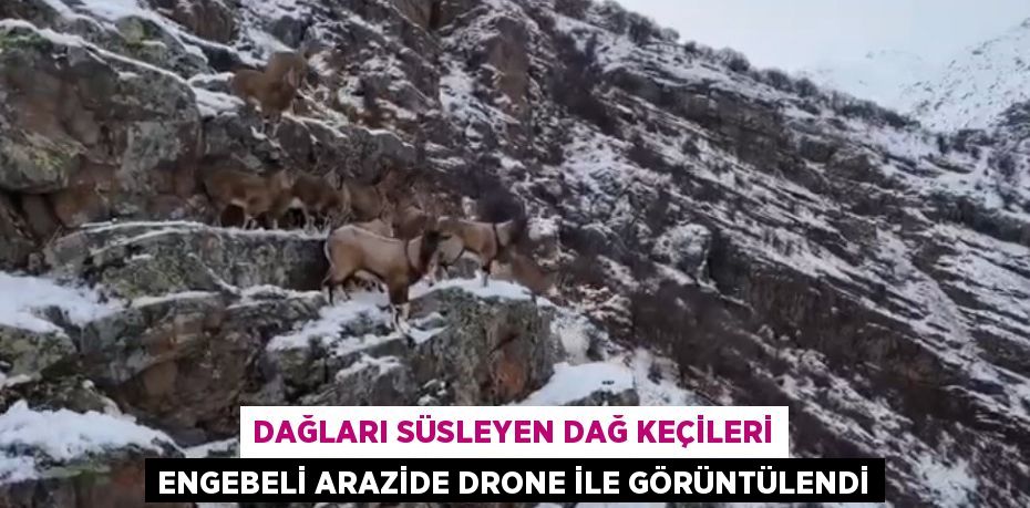 DAĞLARI SÜSLEYEN DAĞ KEÇİLERİ ENGEBELİ ARAZİDE DRONE İLE GÖRÜNTÜLENDİ