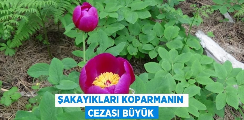 Şakayıkları koparmanın cezası büyük