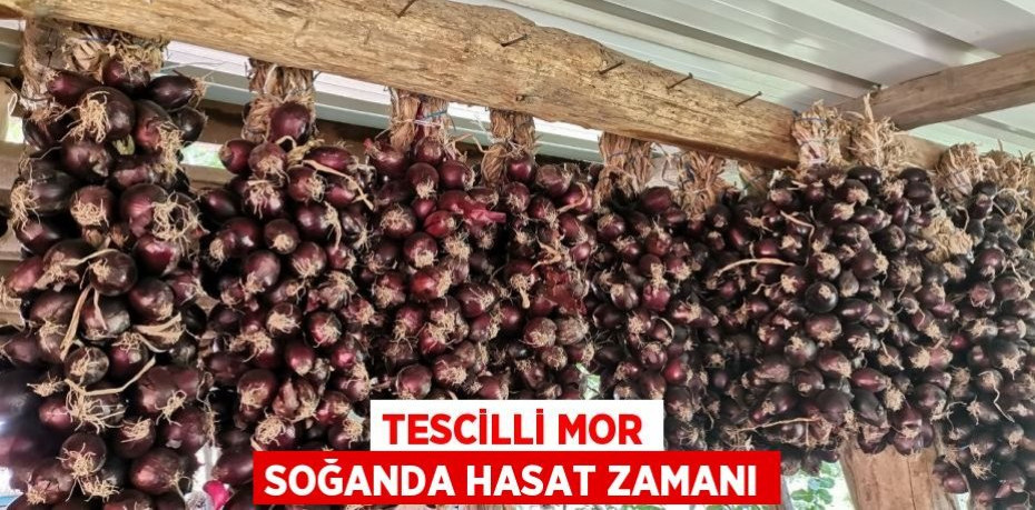 Tescilli mor soğanda hasat zamanı