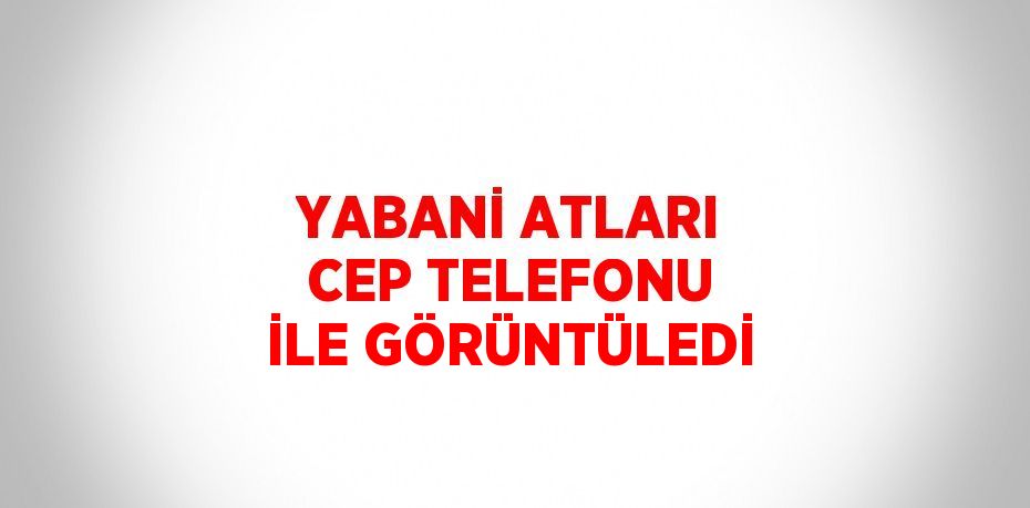 YABANİ ATLARI CEP TELEFONU İLE GÖRÜNTÜLEDİ