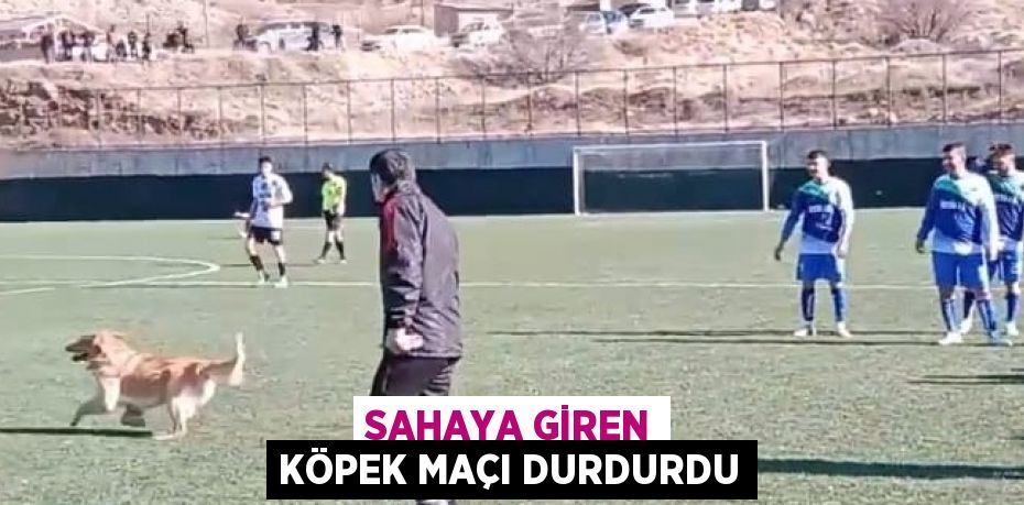 SAHAYA GİREN KÖPEK MAÇI DURDURDU