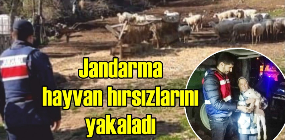 Jandarma hayvan hırsızlarını yakaladı