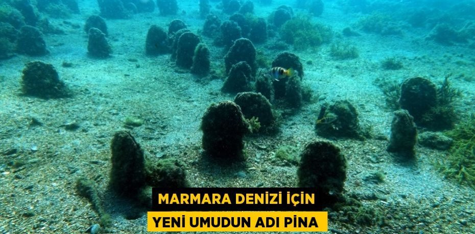 Marmara Denizi için yeni umudun adı PİNA