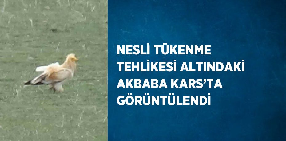 NESLİ TÜKENME TEHLİKESİ ALTINDAKİ AKBABA KARS’TA GÖRÜNTÜLENDİ