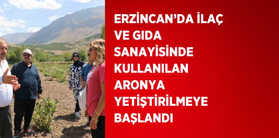ERZİNCAN’DA İLAÇ VE GIDA SANAYİSİNDE KULLANILAN ARONYA YETİŞTİRİLMEYE BAŞLANDI