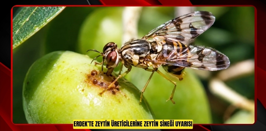 Erdek’te zeytin üreticilerine zeytin sineği uyarısı  