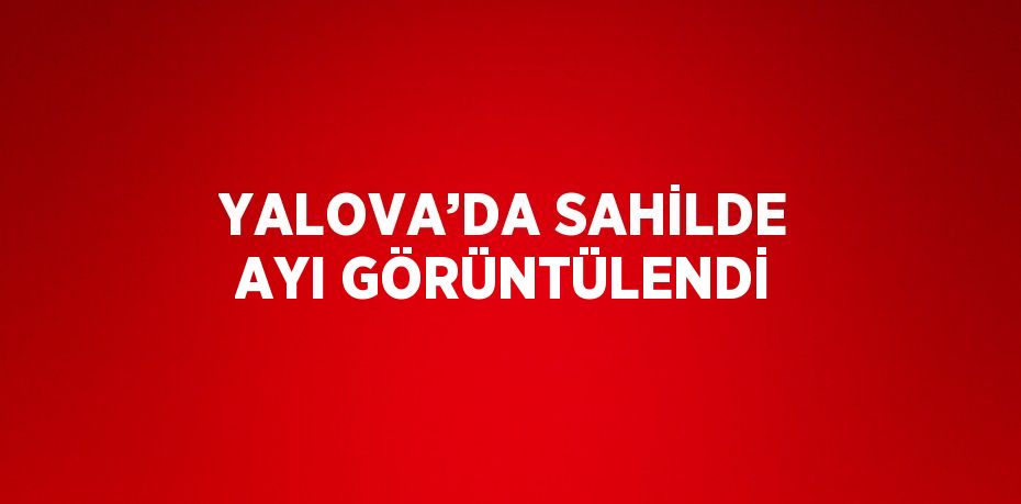 YALOVA’DA SAHİLDE AYI GÖRÜNTÜLENDİ