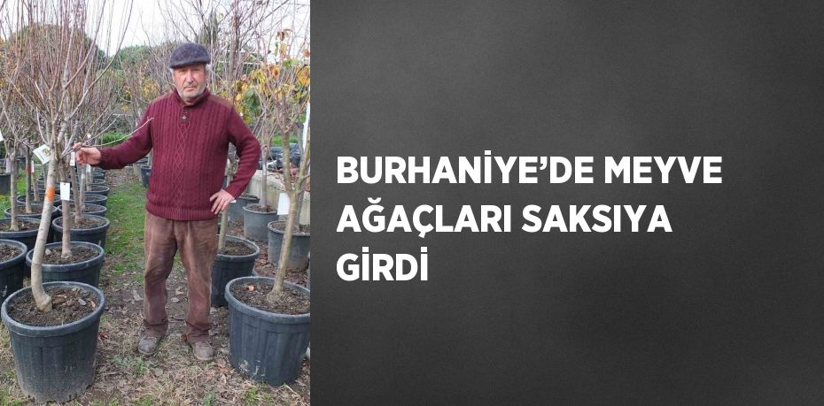 BURHANİYE’DE MEYVE AĞAÇLARI SAKSIYA GİRDİ