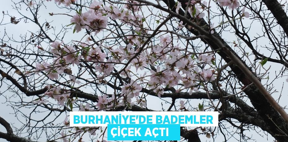 Burhaniye’de bademler çiçek açtı