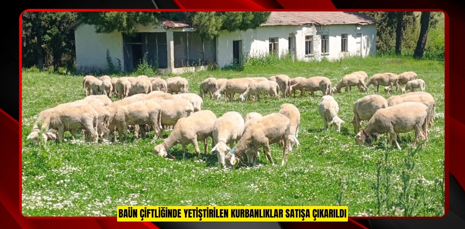 BAÜN ÇİFTLİĞİNDE YETİŞTİRİLEN KURBANLIKLAR SATIŞA ÇIKARILDI