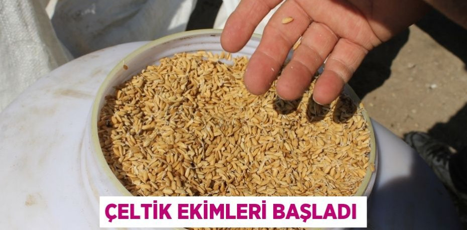 Çeltik ekimleri başladı