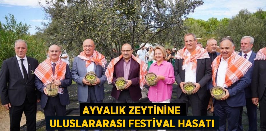 Ayvalık zeytinine uluslararası festival hasatı
