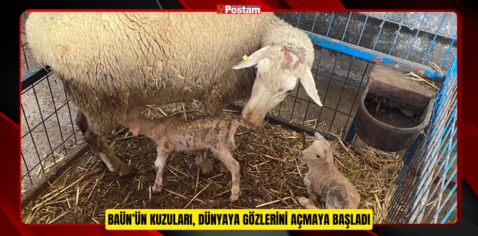 BAÜN’ÜN KUZULARI, DÜNYAYA GÖZLERİNİ AÇMAYA BAŞLADI