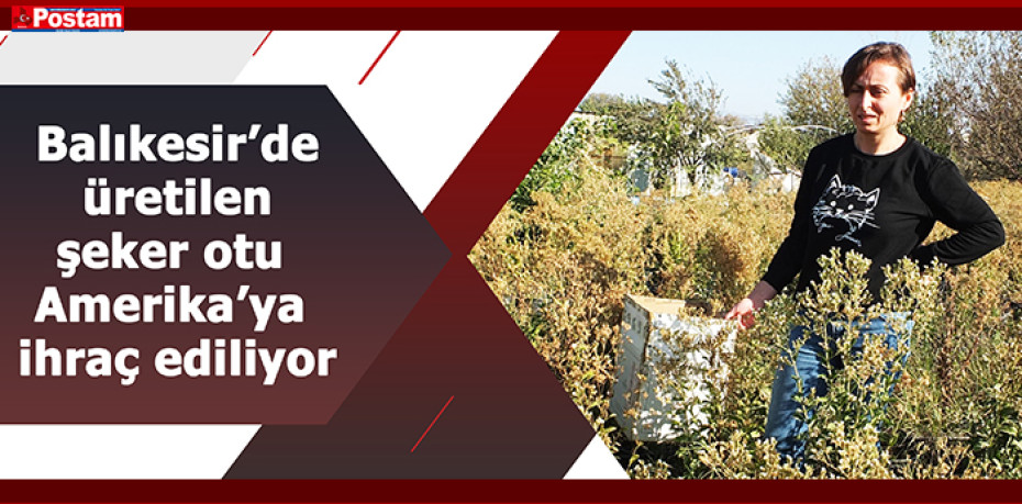 Balıkesir’de üretilen şeker otu Amerika’ya ihraç ediliyor