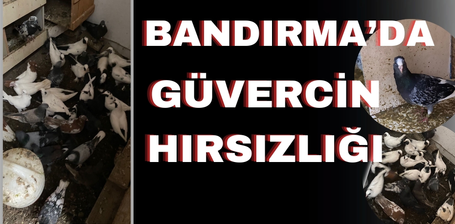Bandırma’da güvercin hırsızlığı