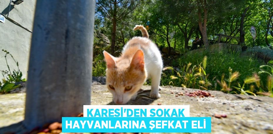 KARESİ’DEN SOKAK HAYVANLARINA ŞEFKAT ELİ