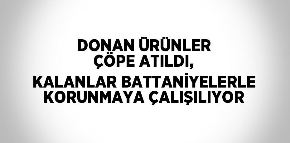 DONAN ÜRÜNLER ÇÖPE ATILDI, KALANLAR BATTANİYELERLE KORUNMAYA ÇALIŞILIYOR