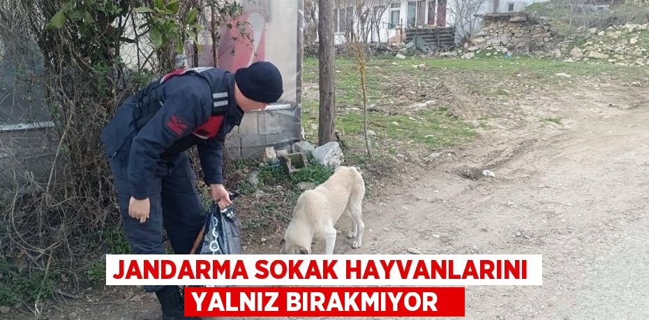 Jandarma sokak hayvanlarını yalnız bırakmıyor  