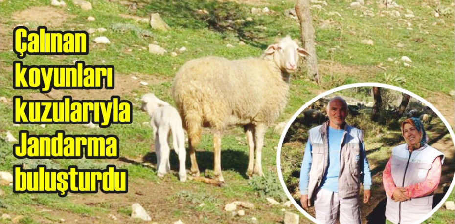 Çalınan koyunları kuzularıyla Jandarma buluşturdu