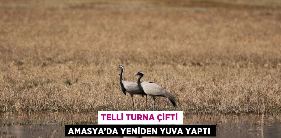 TELLİ TURNA ÇİFTİ AMASYA’DA YENİDEN YUVA YAPTI