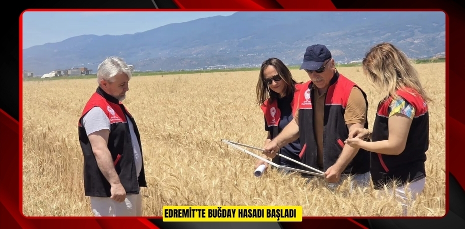 Edremit’te buğday hasadı başladı  