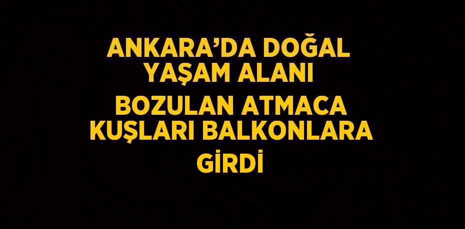 ANKARA’DA DOĞAL YAŞAM ALANI BOZULAN ATMACA KUŞLARI BALKONLARA GİRDİ