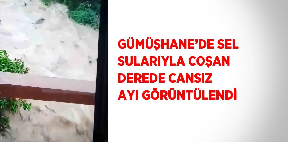GÜMÜŞHANE’DE SEL SULARIYLA COŞAN DEREDE CANSIZ AYI GÖRÜNTÜLENDİ
