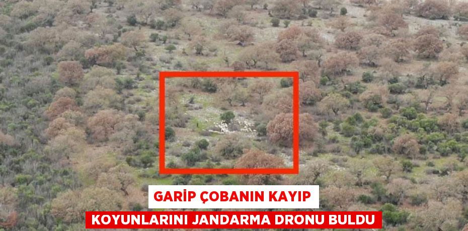 Garip çobanın kayıp koyunlarını jandarma dronu buldu