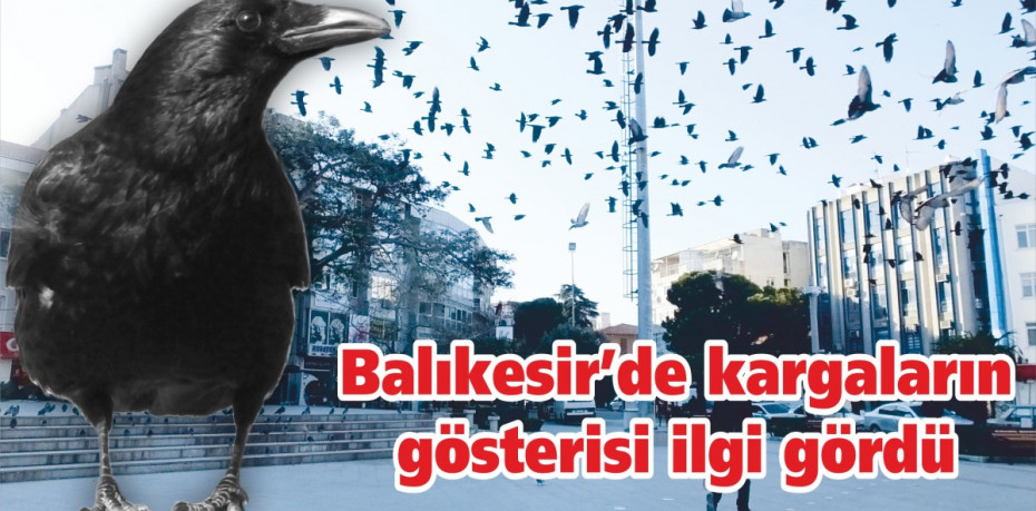Balıkesir’de kargaların gösterisi ilgi gördü