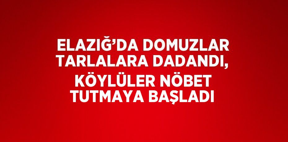ELAZIĞ’DA DOMUZLAR TARLALARA DADANDI, KÖYLÜLER NÖBET TUTMAYA BAŞLADI
