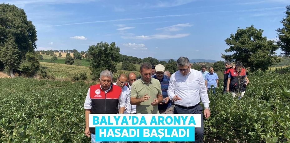 Balya'da aronya hasadı başladı