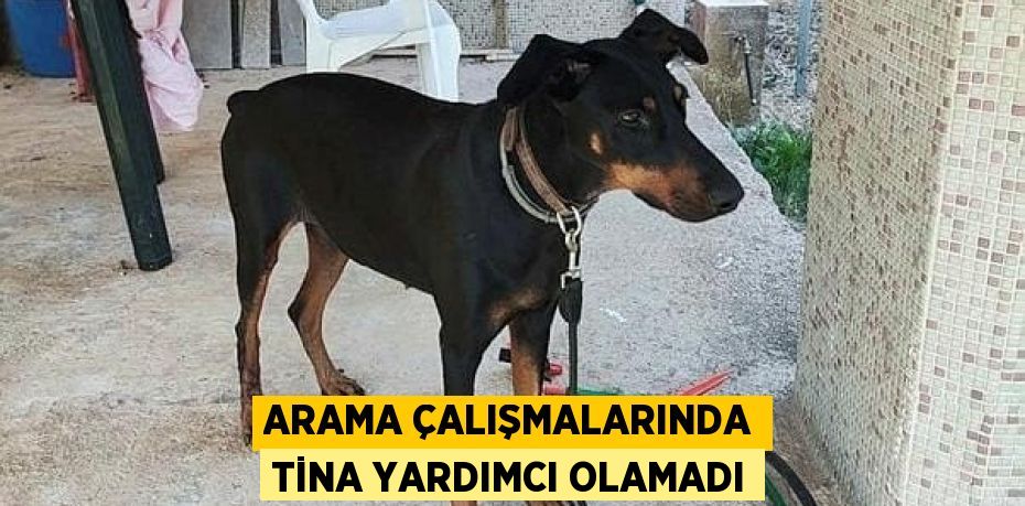 Arama Çalışmalarında Tina Yardımcı Olamadı