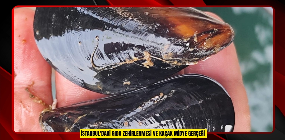 İstanbul'daki gıda zehirlenmesi ve kaçak midye gerçeği  
