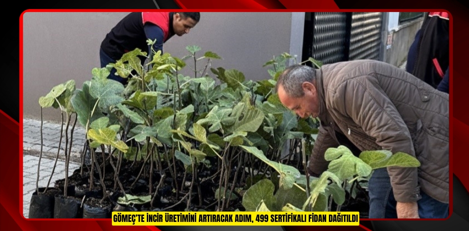 Gömeç’te incir üretimini artıracak adım, 499 sertifikalı fidan dağıtıldı