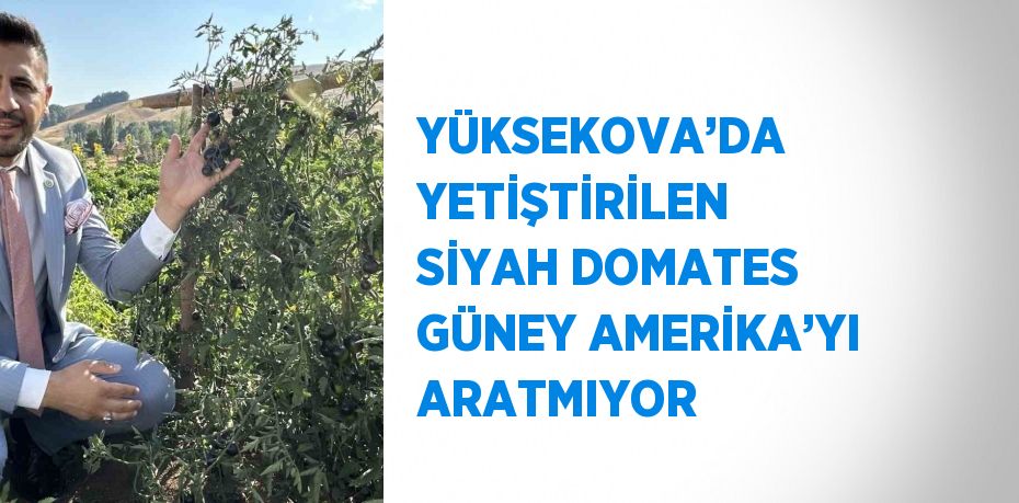 YÜKSEKOVA’DA YETİŞTİRİLEN SİYAH DOMATES GÜNEY AMERİKA’YI ARATMIYOR