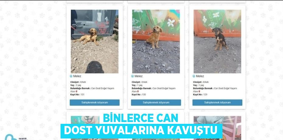 BİNLERCE CAN DOST YUVALARINA KAVUŞTU