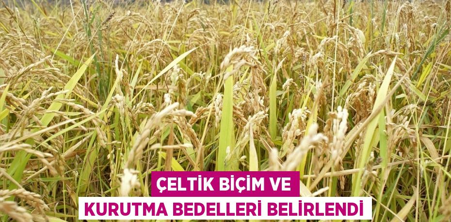 Çeltik biçim ve kurutma bedelleri belirlendi