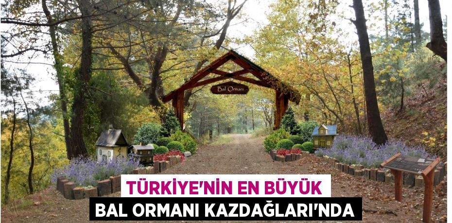 Türkiye’nin en büyük bal ormanı Kazdağları’nda