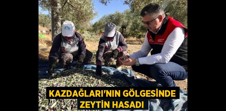 Kazdağları’nın Gölgesinde Zeytin Hasadı