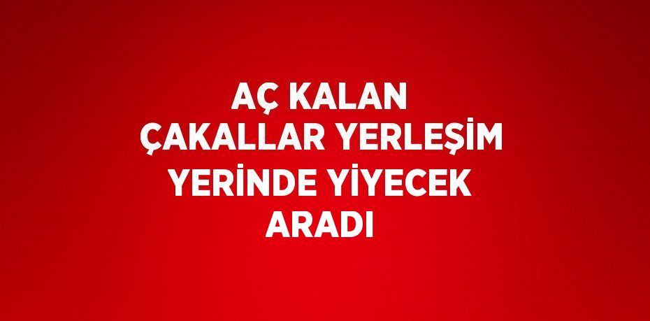 AÇ KALAN ÇAKALLAR YERLEŞİM YERİNDE YİYECEK ARADI