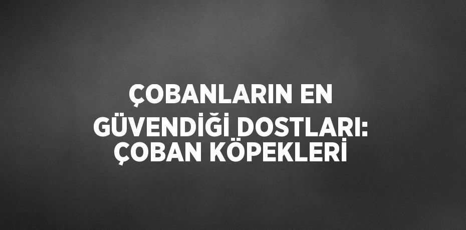 ÇOBANLARIN EN GÜVENDİĞİ DOSTLARI: ÇOBAN KÖPEKLERİ